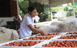 Vựa hồng lớn nhất tỉnh Nghệ An vào vụ thu hoạch, giá bán cao ngất ngưởng mà sao dân vẫn buồn?