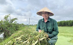 Thứ rau đã bơi giỏi còn đeo phao, ăn tốt cho huyết mạch, nông dân một nơi Tây Ninh hễ hái là bán hết 