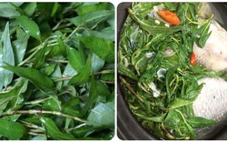 Loại rau gia vị quen thuộc trong bữa ăn hàng ngày của người Việt, song không phải ai cũng biết tác dụng