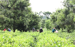 Phát triển các mô hình kinh tế phù hợp, giúp hội viên nông dân tăng thu nhập