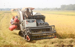 Nông dân chuyên canh lúa chất lượng cao lợi nhuận 40%