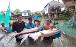 Đàn "thủy quái" dưới sông Mê Kông do một đại gia đất Cần Thơ nuôi, nhiều người kéo đến xem trầm trồ