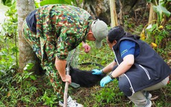 Bắc Kạn: Cứu hộ thành công cá thể voọc đen má trắng từng tấn công khiến hai người nhập viện