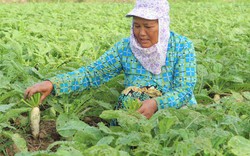 Đây là các mô hình trồng trọt, chăn nuôi hiệu quả, thu nhập tốt, giúp phụ nữ Khmer ở Sóc Trăng khá giàu