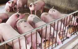 Giá lợn hơi bắt đầu tăng trở lại ở một số nơi, đón chờ tín hiệu tốt