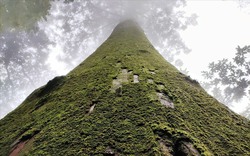 Một khu rừng ở Thanh Hóa la liệt cây cổ thụ có gỗ quý hiếm, có cây thọ gần 1.500 tuổi, đến xem bất ngờ