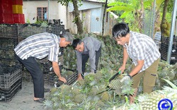 Loại quả ngon này ở Tiền Giang có giá bán cao chót vót, nhà nào bẻ trái bán đều trúng