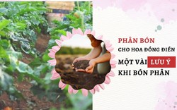 SỔ TAY NHÀ NÔNG: Bí kíp bón phân cho hoa đồng tiền đạt hiệu quả cao 