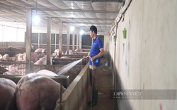 Giá lợn hơi hôm nay 23/10: Giá lợn hơi cao nhất 53.000 đồng/kg, nhiều nơi bán tháo để 'chạy dịch'