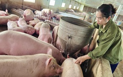 Nông dân 9X Quảng Bình nuôi lợn bằng thảo dược, con nào cũng khỏe, xuất bán cả ngàn con/năm