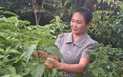 Từ cây lá vườn nhà, một phụ nữ Thái Nguyên làm ra loại dầu gội thảo dược vạn người mê