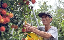 Trồng loại quả ngon, treo từng chùm, nông dân một nơi ở Quảng Ngãi hễ bẻ đến đâu bán hết đến đó