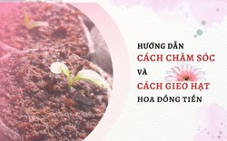 SỔ TAY NHÀ NÔNG: Mách bà con cách cách gieo hạt hoa đồng tiền