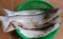 Của hiếm Nam Bộ: Loài cá thơm mùi lá dứa, giá gần 1 triệu đồng/kg, rất giàu dinh dưỡng