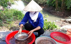 Cả năm mong chờ, loài sinh vật được ví như 'rồng đất' cũng về, dân vùng này ở Hải Dương thi nhau vớt 