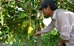 Các mô hình kinh tế mới, tạo thêm đà tiến cho Sơn Tịnh hướng đến huyện nông thôn mới của Quảng Ngãi