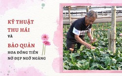 SỔ TAY NHÀ NÔNG: Kỹ thuật thu hái và bảo quản hoa đồng tiền