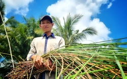 Một nơi ở Trà Vinh, đâu ngờ nông dân có việc làm quanh năm, thu nhập tốt hơn nhờ trồng "cỏ dại"