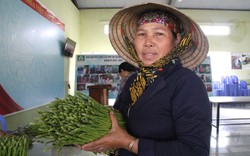 Người Chăm ở Ninh Thuận trồng rau gì mà cả thôn hộ nghèo giảm dần, hộ khá tăng lên trông thấy?