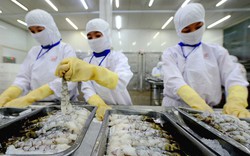 Trung Quốc, Mỹ mua thủy sản nhiều nhất từ Việt Nam, dự báo xuất khẩu có thể đạt 9 tỷ USD