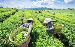 Chi 7 triệu USD để mua công ty Việt Nam, vì sao nhà sản xuất trà lớn nhất Ấn Độ phải tháo chạy