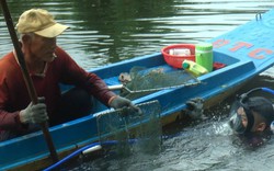 Ở Cà Mau xuất hiện nhiều con hai mảnh, việc săn bắt loài này được coi là thu nhập chính, đó là con gì?