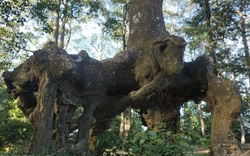 Một cái ao nổi tiếng Trà Vinh, tới nơi bất ngờ hơn cả là hàng cây cổ thụ với bộ rễ hình thù kỳ dị