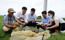 Cho tôm sú, cá đối, cua biển "chung nhà" ở Quảng Trị, tưởng nuôi "lung tung", ai ngờ lại trúng