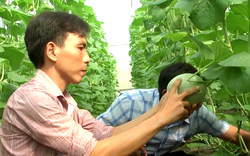 9X Tây Ninh mách cách trồng dưa lưới, trái đều tăm tắp, năng suất cao, thu nhập tiền tỷ/năm