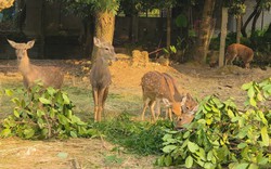 Mê động vật hoang dã, anh nông dân Thái Nguyên nuôi con vật chỉ ăn cỏ, lá cây mà không đủ bán