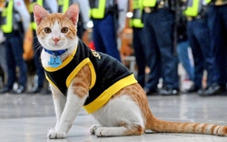 Mèo hoang được "thuê" làm nhân viên bảo vệ ở Philippines