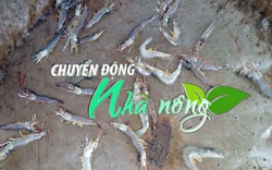 Chuyển động Nhà nông 3/10: Tôm chết đỏ ao do nhiễm bệnh 'gan trắng' ở Trà Vinh 