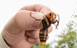 Bánh ong bắp cày ở Nhật Bản khiến thực khách khiếp sợ
