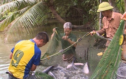 Làm giàu nhờ gây dựng lại thương hiệu cá nướng rơm Đại Hữu