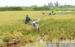 Bất ngờ với lượng phát thải khí nhà kính đo được ở mô hình nuôi tôm - lúa, tôm - rừng