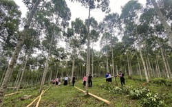 Lào Cai phát triển quế bền vững, tăng giá trị và tính cạnh tranh