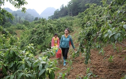 Cây ăn quả ôn đới đã đem về cho một huyện của Lào Cai 115 tỷ khi kết thúc mùa vụ