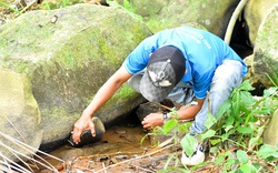 Một con vật bò ra khi mưa ở một ngọn núi nổi tiếng An Giang, lôi ra khỏi hang thành đặc sản