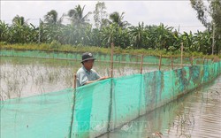 Nước tràn đồng, nông dân Sóc Trăng đăng quầng nuôi cá ruộng mùa nước nổi, chả phải cho ăn, thu lời khỏe