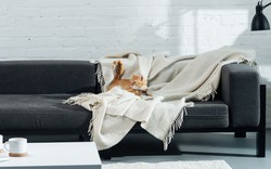 Cách bảo vệ ghế sofa khi nuôi thú cưng 