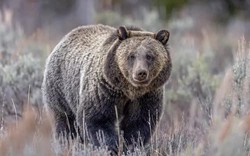Gấu xám tấn công và giết hại hai vợ chồng "du ngoạn" trong rừng