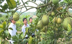 Tập trung phát triển kinh tế, “mở đường” cho Quảng Ngãi nâng tầm nông thôn mới
