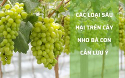 SỔ TAY NHÀ NÔNG: Hai loại sâu hại trên cây nho cần đặc biệt lưu ý 