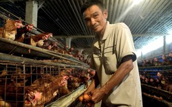 Một người ở Long An nuôi gà trong trại lạnh, đẻ trứng sòn sòn là Nông dân Việt Nam xuất sắc 2023