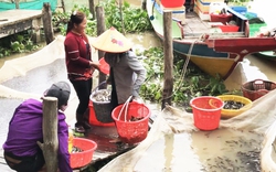 Lũ tràn đồng ở Đồng Tháp Mười, dân rủ nhau đi săn lùng những "kho báu" dưới nước