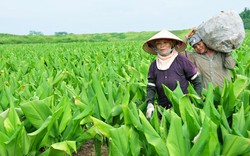 Tạo lập, quản lý và phát triển nhãn hiệu “Dược liệu Khoái Châu”