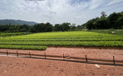 Thú vị cuộc đời của những nông dân vượt khó làm giàu tại Bình Định