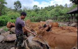 Trên thảo nguyên Tá Miếu ở Điện Biên, một người Hà Nhì nuôi bò kiểu gì mà thành Nông dân Việt Nam xuất sắc?