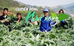 Chuyển động Nhà nông 1/11: Người Mông ở Sa Pa đổi đời nhờ cây dược liệu atiso