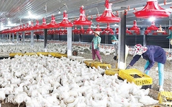 Chăn nuôi nguy cơ "thua" trên sân nhà, mở đường xuất ngoại cho 550 triệu con gia cầm, 17 tỷ quả trứng